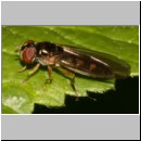 Melanostoma mellinum - Schwebfliege w01.jpg